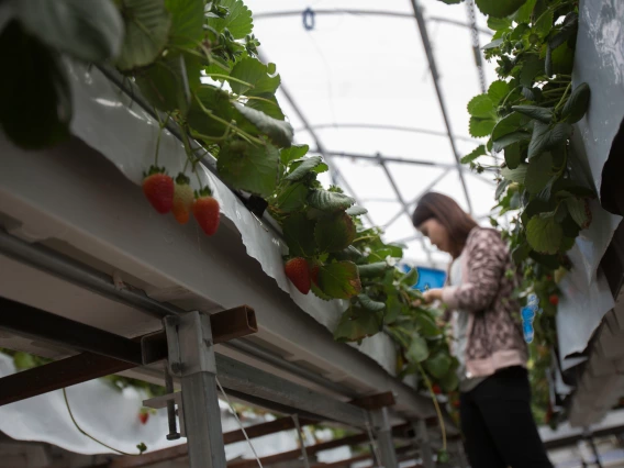 A person working in a greenhouse.