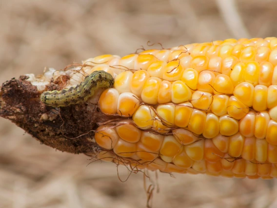 Picture of corn earworm on an ear of corn