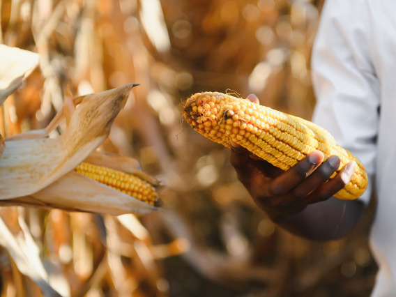 Picture of man holding corn