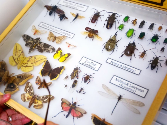 Picture of insect specimens and butterflies at the University of Arizona’s Insect Collection.