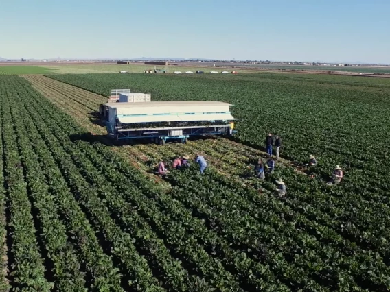 Picture of Yuma growers picking crops in field