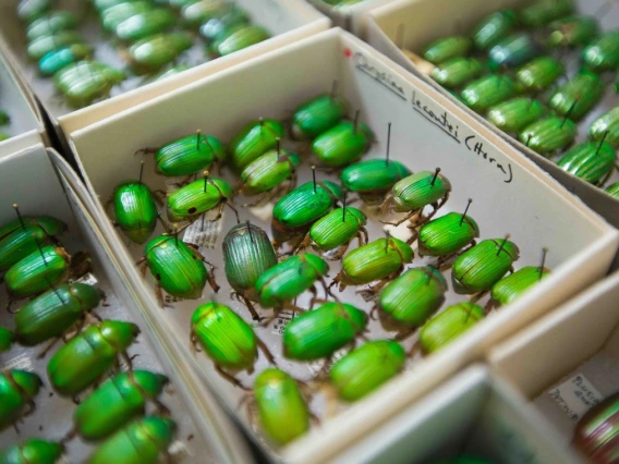 Beetles from the UA Insect Collection