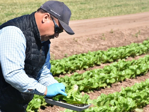 A Extension agent samples lettuce for thrips at the Yuma Agricultural Center.