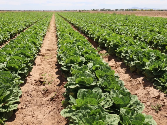 integrated pest management