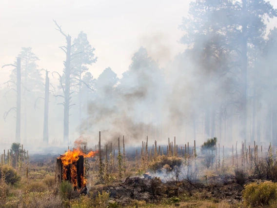 Wildfire News Story