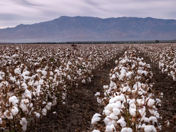 Cotton field near Safford, Arizona
