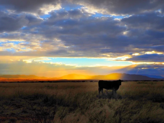 Photo of a cow in a pasture