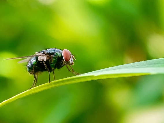 Close-up of New World screwworm fly