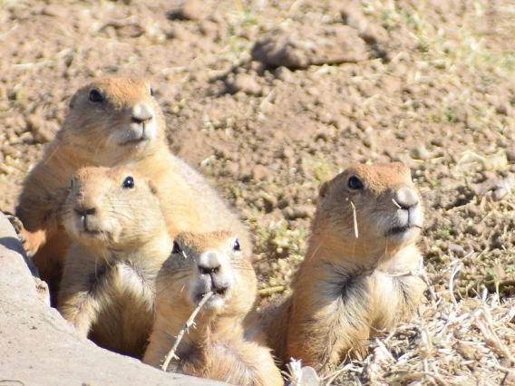 A group of four, light brown prairie dogs are grouped together and peering out from a hole in a dirt-strewn field