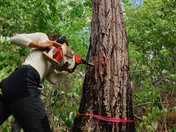 Tree-ring sampling of a tropical cedar tree in a dry forest in Brazil. A new study that U of A researchers co-authored shows that while droughts appear to have had modest impact on tropical tree growth in the past, that may not be the case for long.