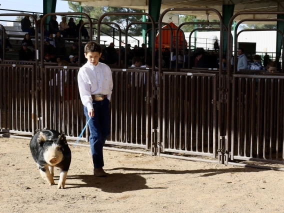 Photo of a boy with a pig