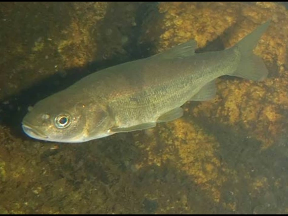 Gila chub