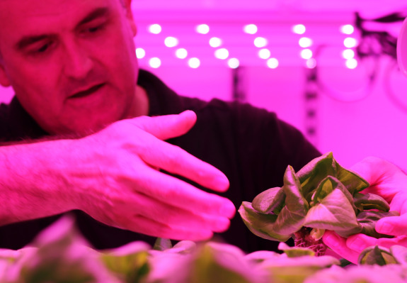 CALES researcher examines lettuce roots in UV light at CEAC