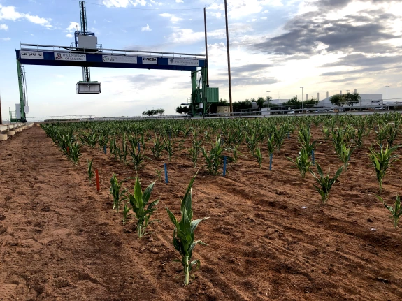Corn under the gantry at Maricopa Agricultural Center