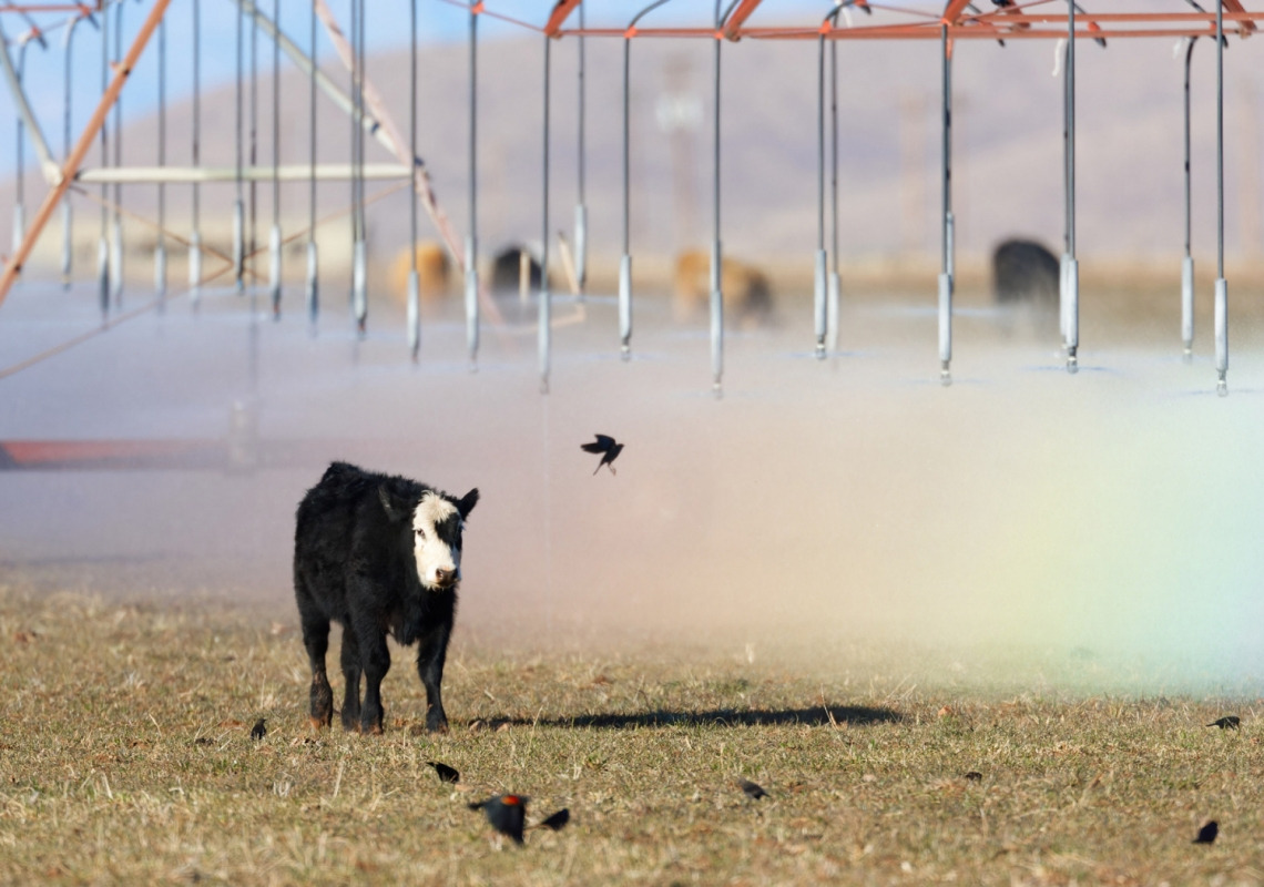Cow running through irrigation sprinkler spray in an agricultural field.