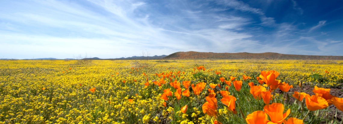 Arizona poppy blooming