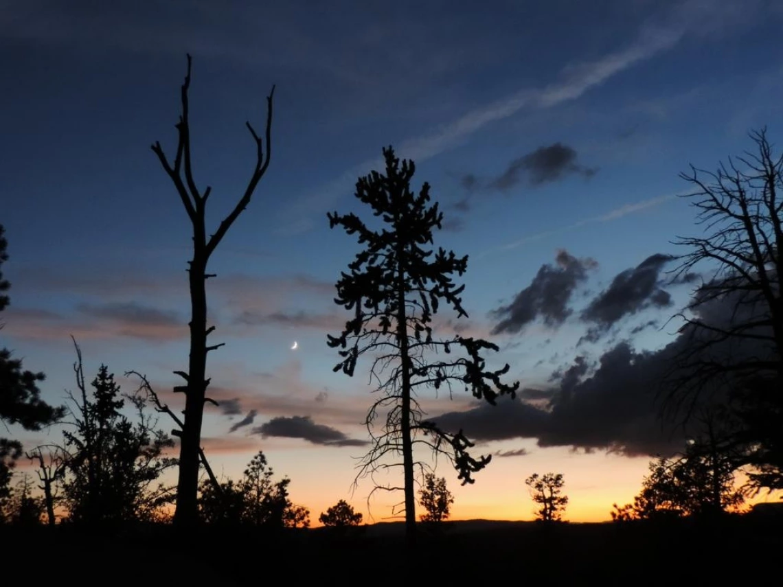 Ponderosa forest under drought, captured at sunset