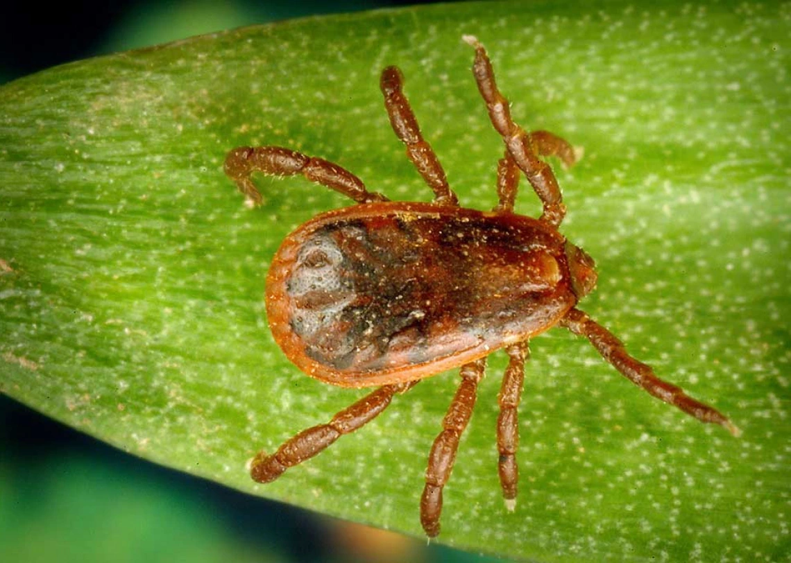 A male brown dog tick, Rhipicephalus sanguineus. Brown dog ticks are the primary vector for Rocky Mountain spotted fever in Arizona.