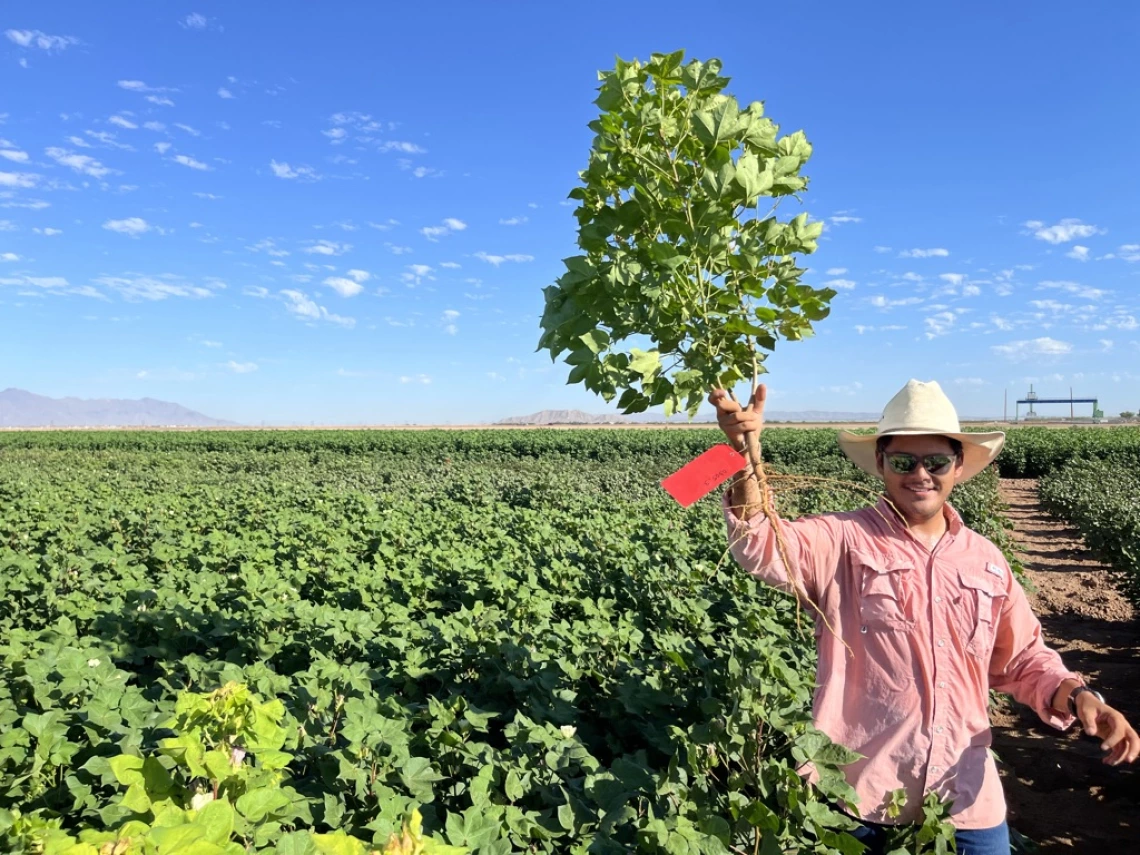 Plant Science graduate students in the field at the Maricopa Agricultural Center