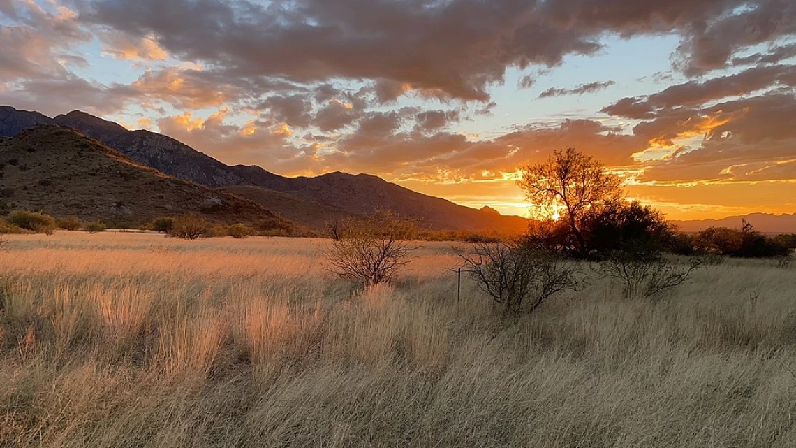 Pasture 1 on the Santa Rita Experimental Range, southeast of Tucson