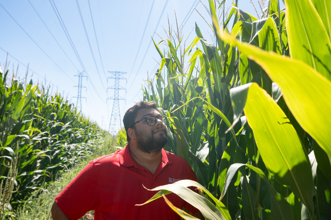Debankur Sanyal inspects corn stalks