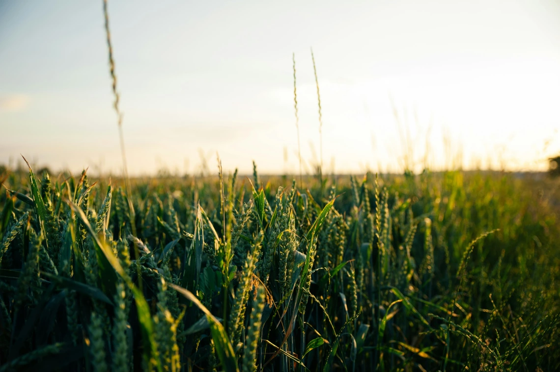 landscape shot of crops on the horizon