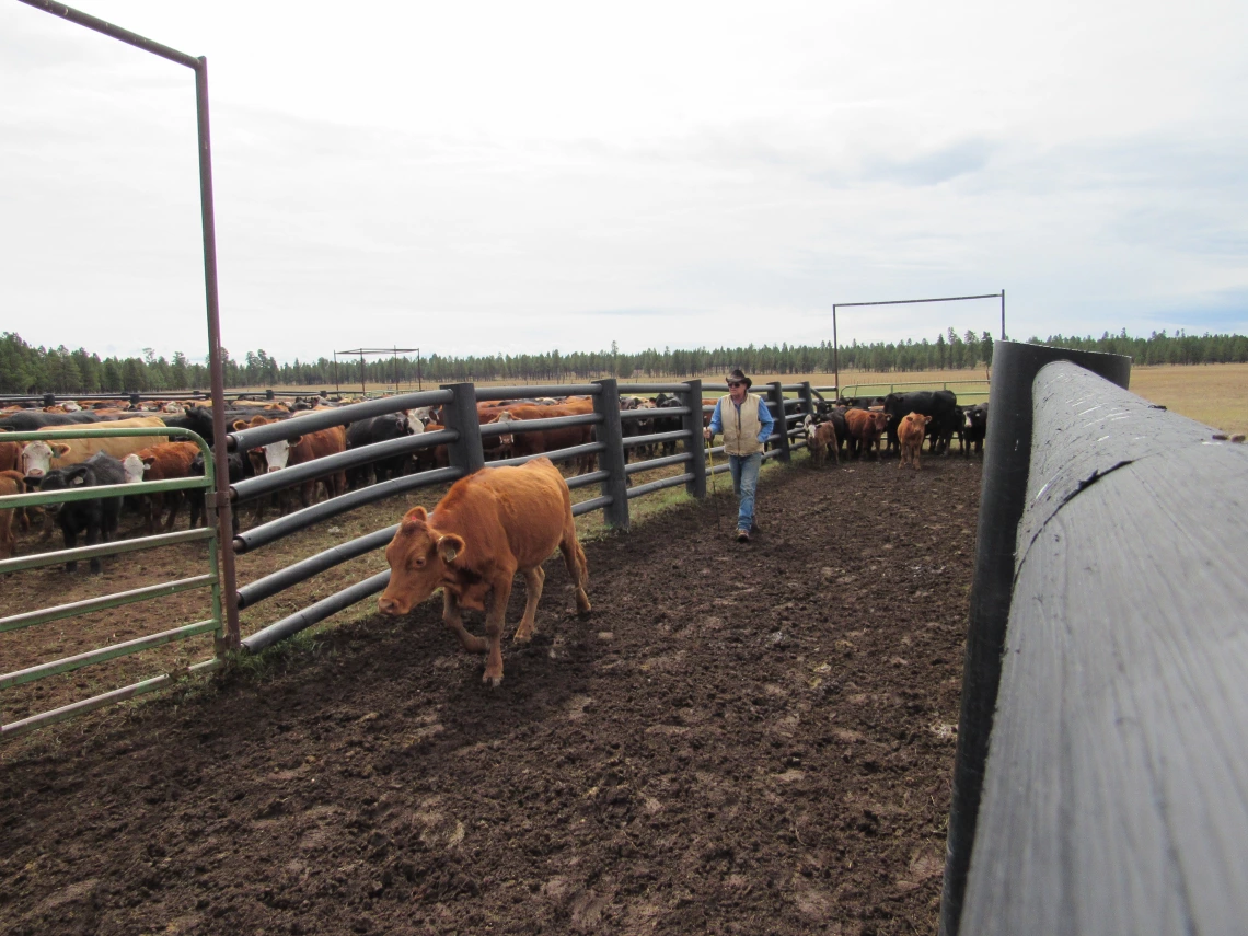 V Bar V superintendent Keith “Bopper” Cannon  guides a calf into a corral. 