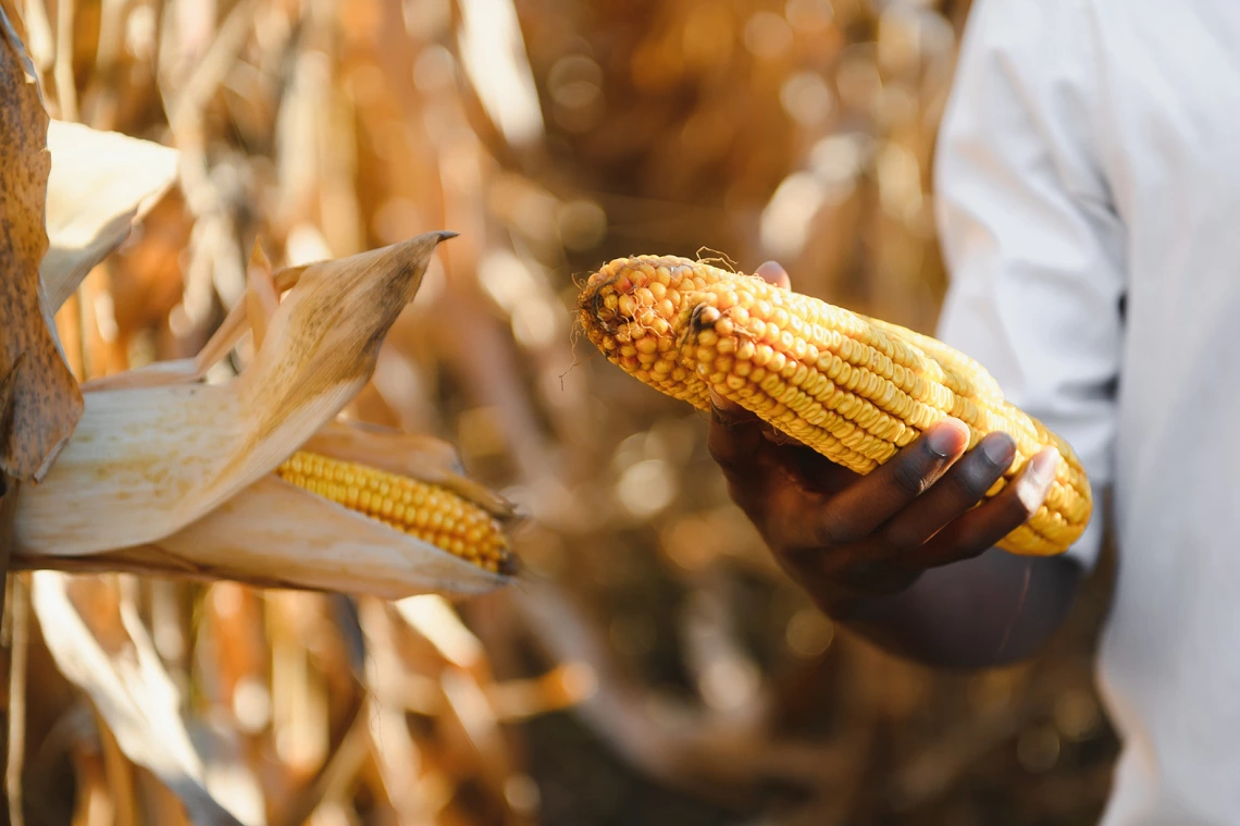 Picture of man holding corn