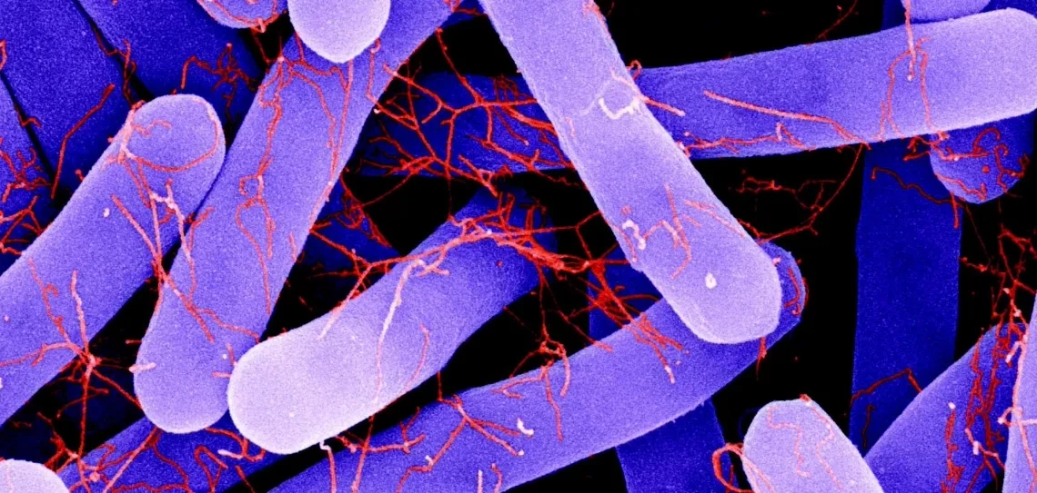 False-color image of C. difficile vegetative cell and Ruthenium Red-stained flagella.