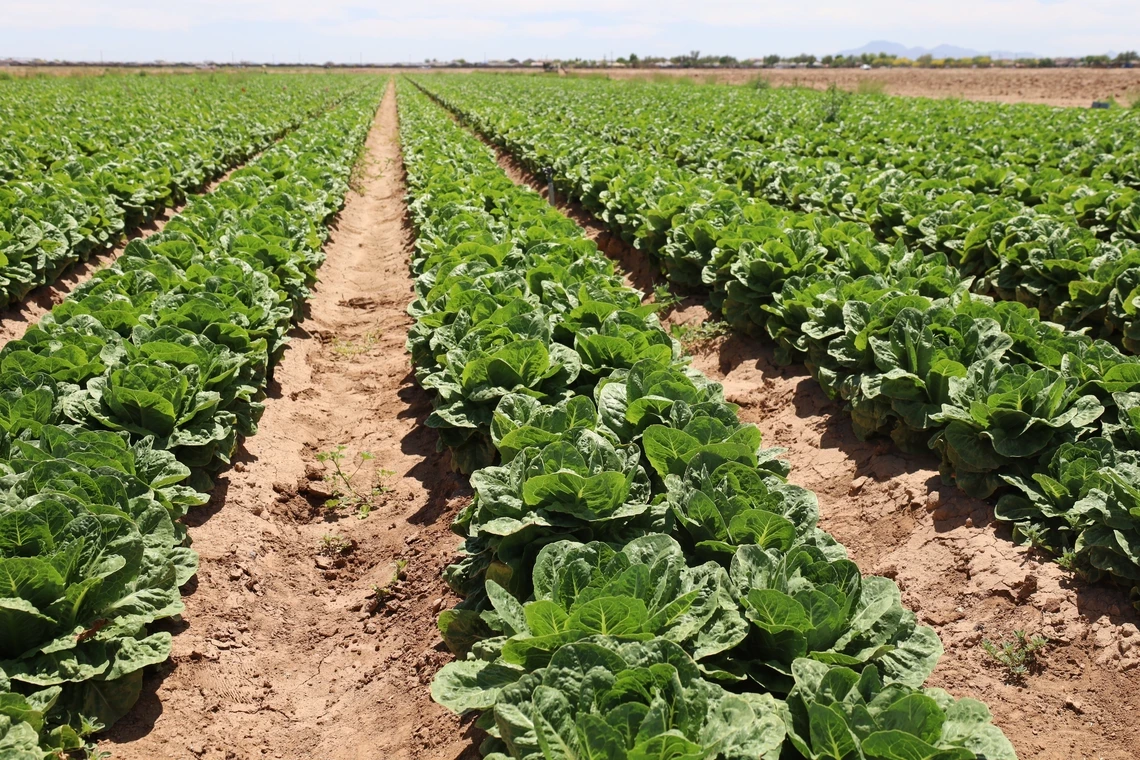 integrated pest management