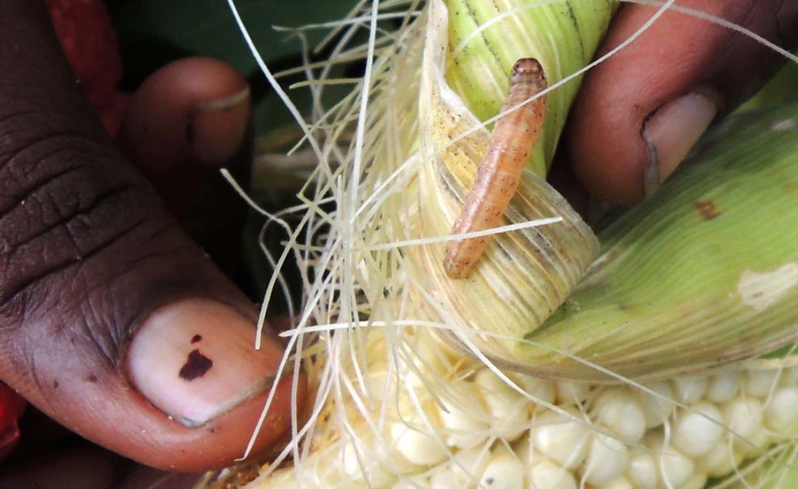 Picture of Asian corn borer