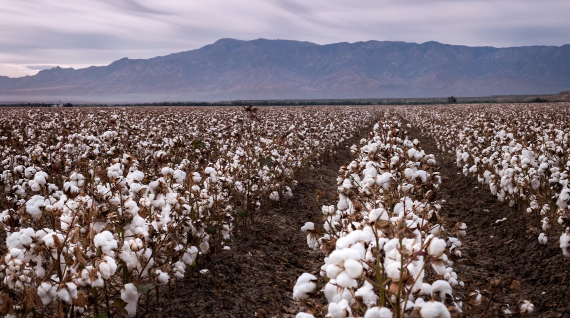 Cotton field near Safford, Arizona