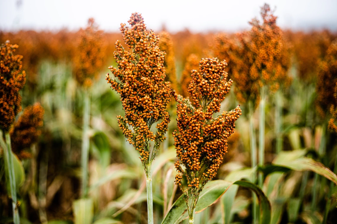 a field of sorghum