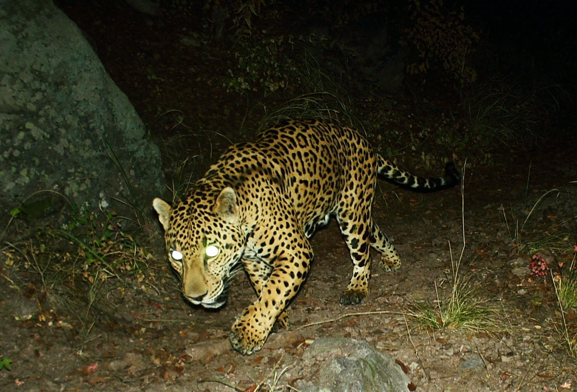 A jaguar at night, captured by wildlife cameras in 2021.