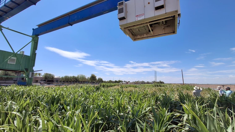 A 30 ton robot scans a field of sorghum at the Maricopa Agricultural Center.