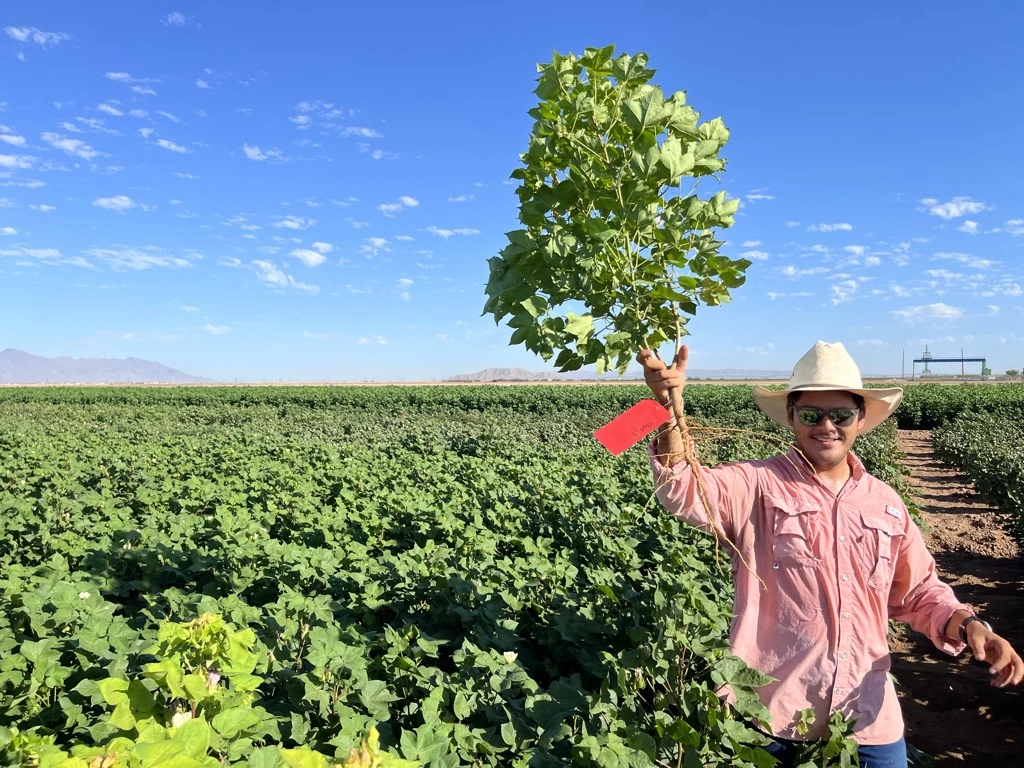 Students working in the field near Maricopa, Arizona