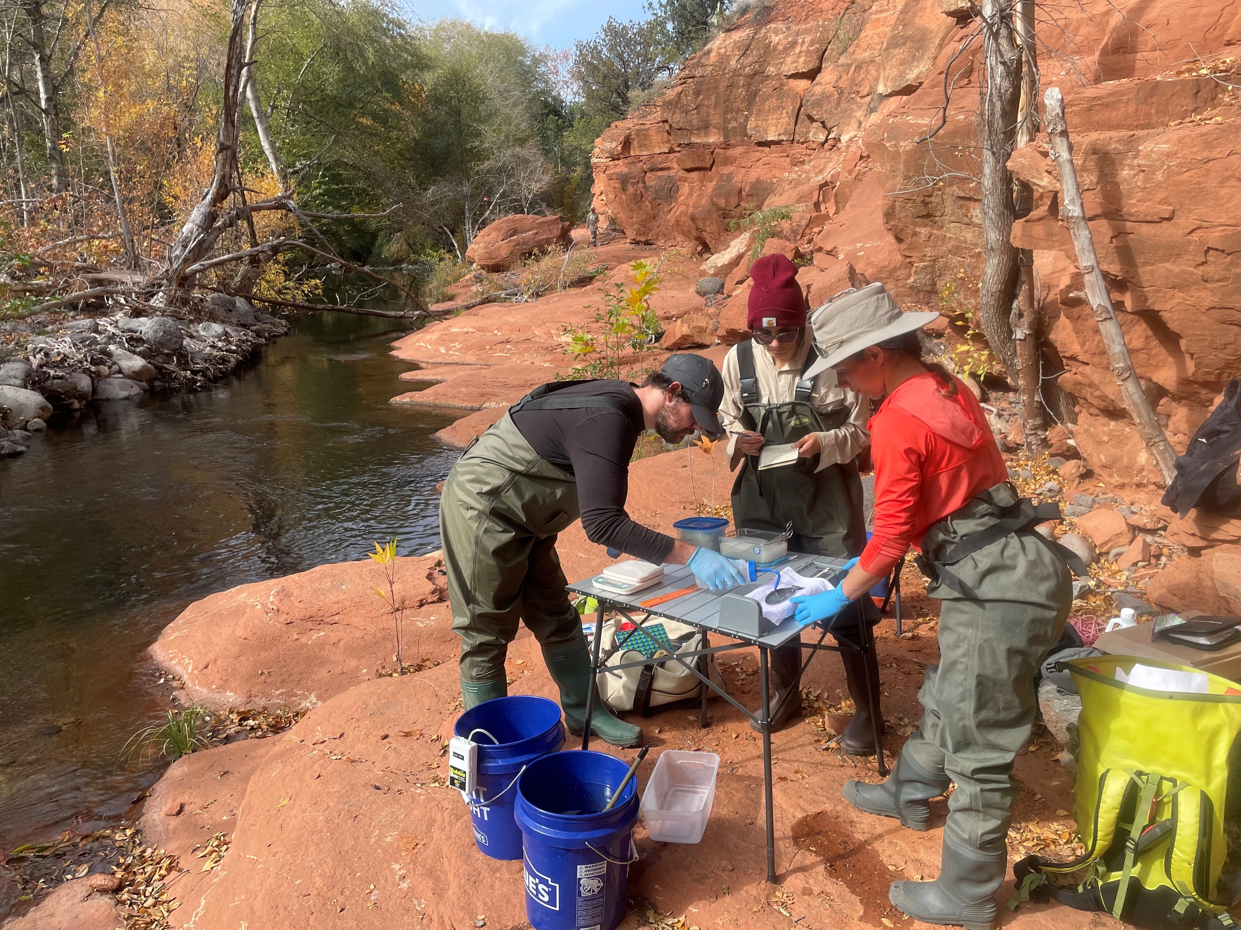 Students study fish along Wet Beaver Creek in the Coconino National Forest