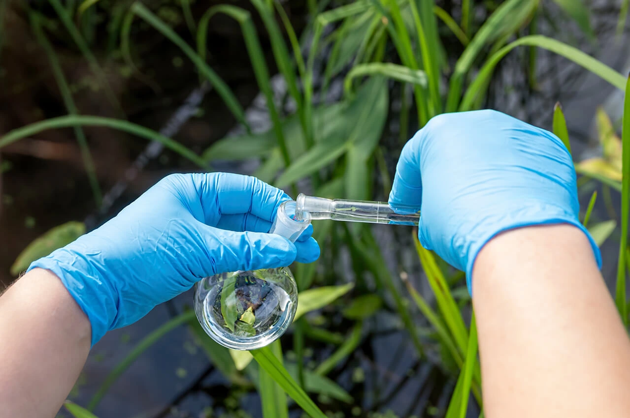 Person's gloved hands collecting microbial samples in wetlands.