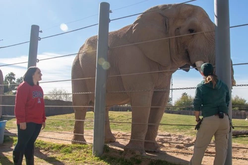 Student and zoo staff monitoring an elephant.