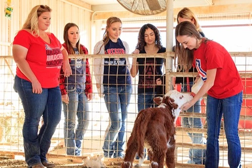 Students working with a calf.