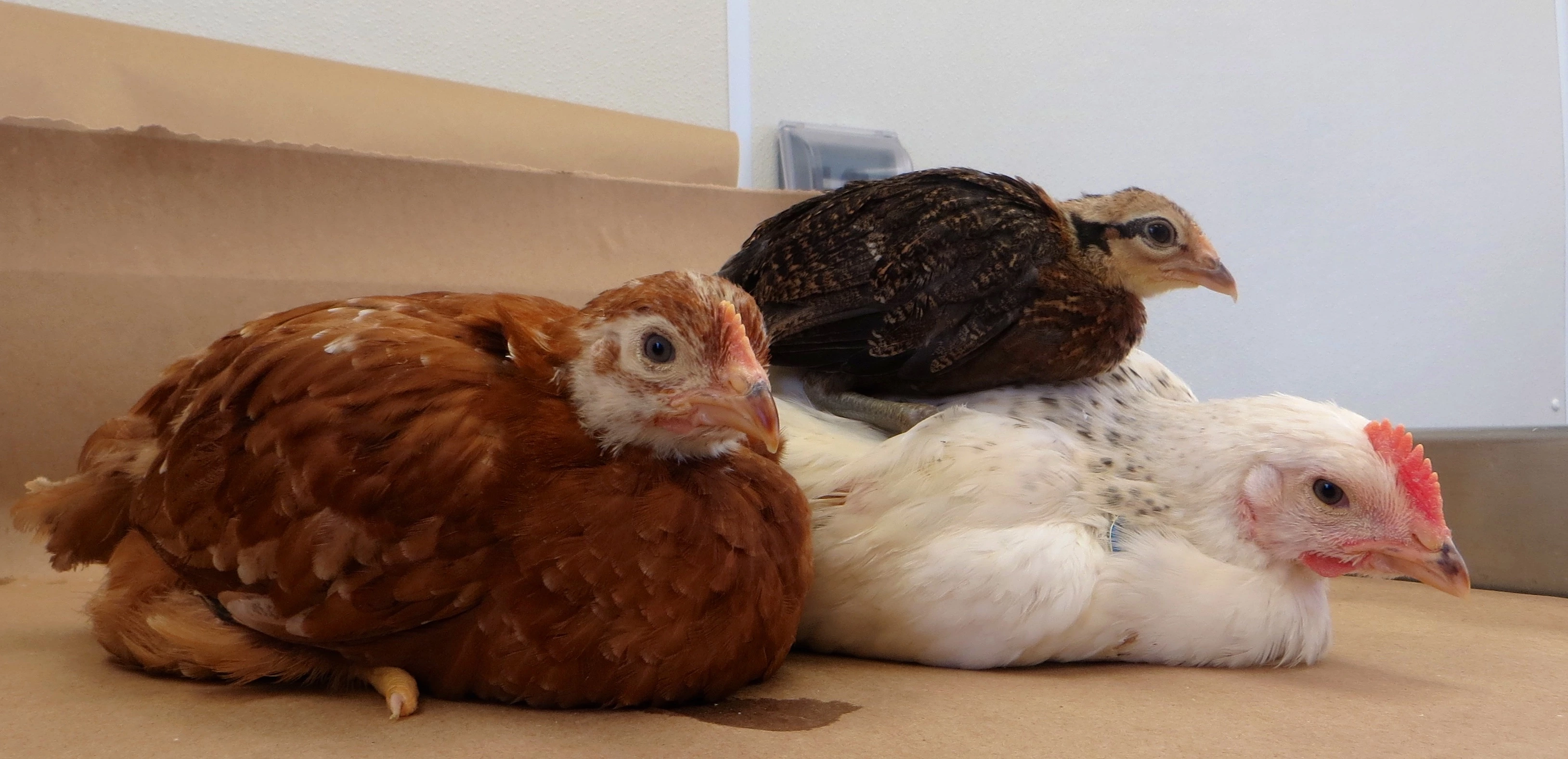 A red chicken, white chicken and brown chick sit on a lab bench