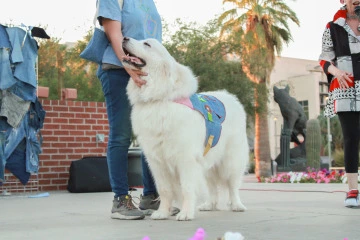 Large fluffy white dog smiling on stage with its owner