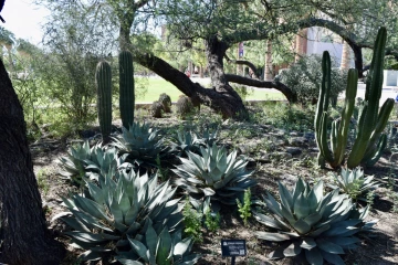 picture of plants on campus