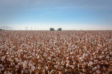 Arizona cotton fields during harvest