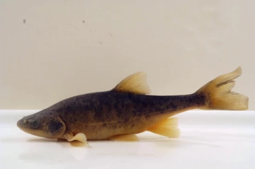 Roundtail chub (Gila robusta)
