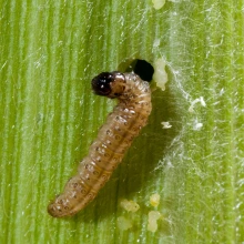 Picture of the European corn borer