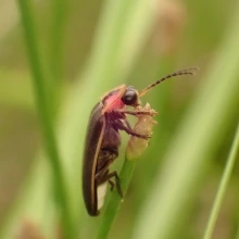 The southwest spring firefly (Bicellonycha wickershamorum)