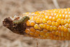 Picture of corn earworm on an ear of corn