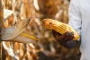 Picture of man holding corn