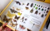 Picture of insect specimens and butterflies at the University of Arizona’s Insect Collection.